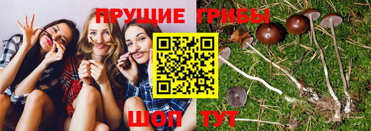Галлюциногенные грибы ЛСД Отрадное